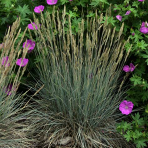 Boulder Blue Blue Fescue Finegardening