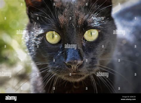 Cat Prowling Domestic Stock Photos And Cat Prowling Domestic Stock Images