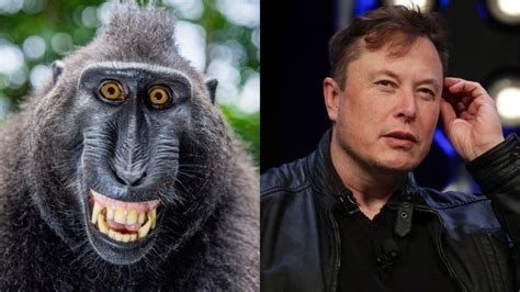 Elon Musk Wants To Create Psychic Monkeys That Can Play Video Games