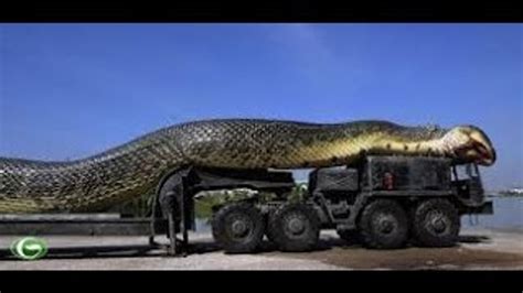 Worlds Largest Biggest Snake Was Found In Australia Video Dailymotion