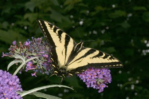 Papilio Rutulus The Western Tiger Swallowtail