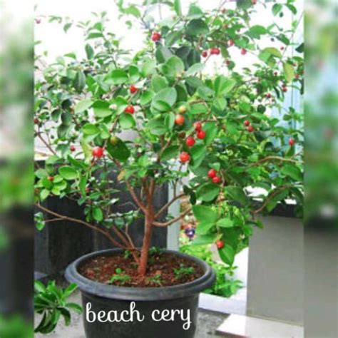 Jual Bibit Beach Cherry Benih Pohon Tanaman Buah Di Dalam Pot