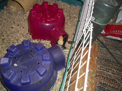 Mar 21, 2021 · librivox is a hope, an experiment, and a question: Cavy Savvy: A Guinea Pig Blog: Can guinea pigs eat squash?