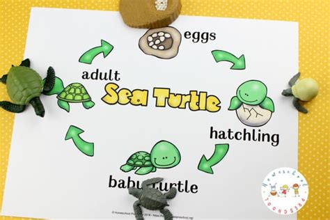 What Is The Life Cycle Of A Sea Turtle