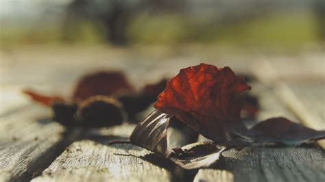 Download Wallpaper 3840x2160 Leaves Dry Autumn Wood Boards Macro