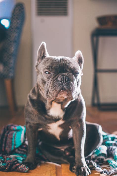 How to train a frenchie. French bulldog skin problems revealing | Training your dog ...