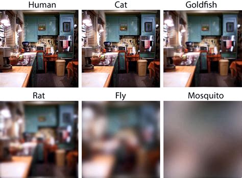 See How We View The World Vs Dogs Cats And Goldfish
