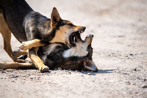 Ataques De Perros Enojados El Perro Parece Agresivo Y Peligroso Imagen