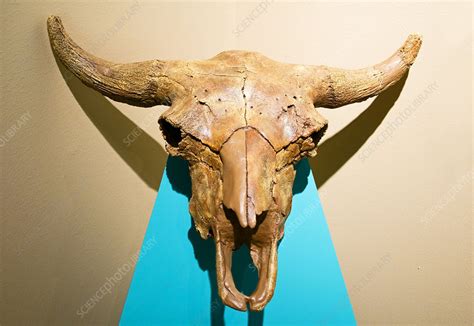 Prehistoric Bison Skull Stock Image C0285148 Science Photo Library