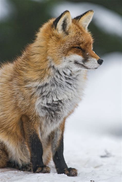 Profile Of A Fox Sitting The Same Vixen Sitting And Seen Flickr