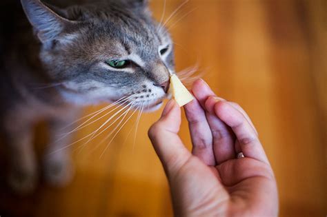 This question might come up very often in your mind. Can Cats Eat Cheese? | A Guide to What Cats Can Eat