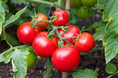 Moneymaker Tomatoes Plant Care And Growing Tips Horticulture