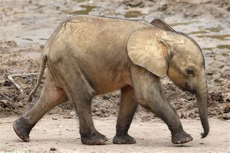 African Elephant Calf Cute
