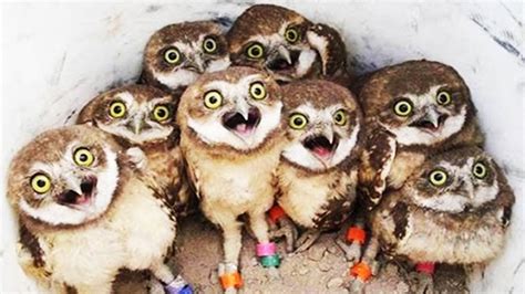 Owl Cute And Funny Owls 2020 Funny Pets Youtube
