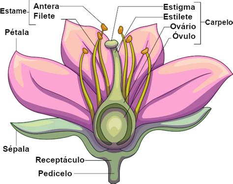 Flor Anatomia