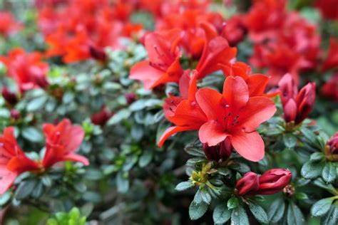 Maybe you would like to learn more about one of these? 12 Poisonous Flowers to Avoid in Your Garden in 2020 ...