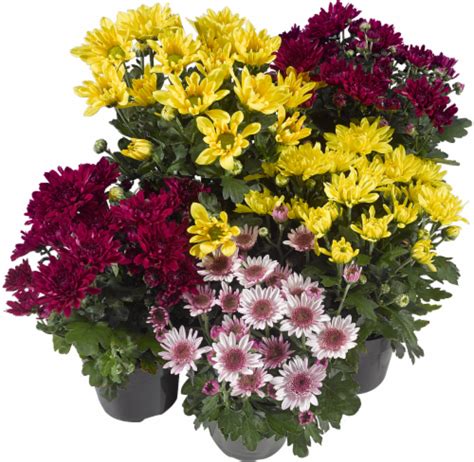 Hardy Garden Mums Offered In Assorted Colors 6 In Pick ‘n Save