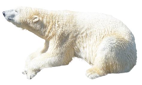 Download Polar Bear Png Image For Free