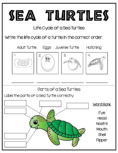 Turtle Activities Ocean Activities Science Activities For Kids