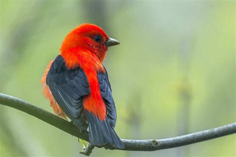 Birds In Idaho 25 Species That Are Easy To Spot And Picture Ready