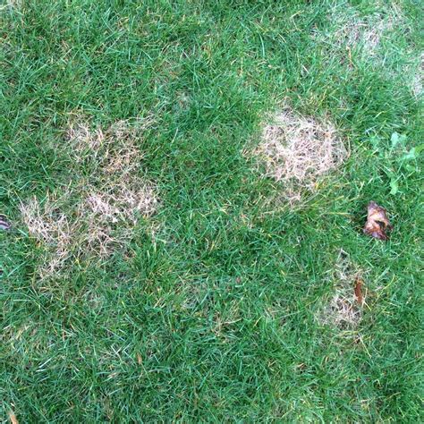 Maybe you would like to learn more about one of these? How To Fix Dead Grass In Spring
