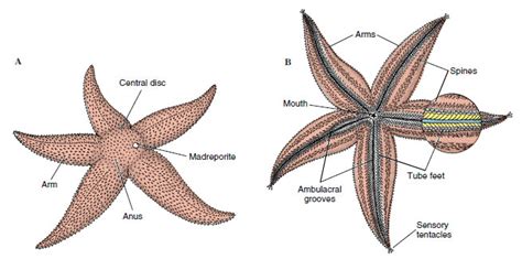 Starfish Anatomy Diagram
