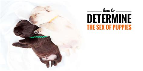 Sexing Puppies — How To Determine The Sex Of Newborn Puppies
