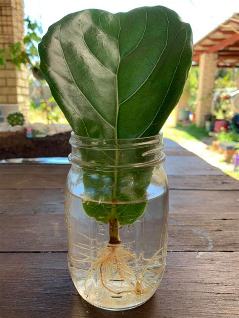 How To Propagate A Fiddle Leaf Fig In Water Indoor Plant Care