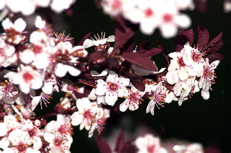 Purple Leaf Sand Cherry Tree Photograph By Bj Hodges