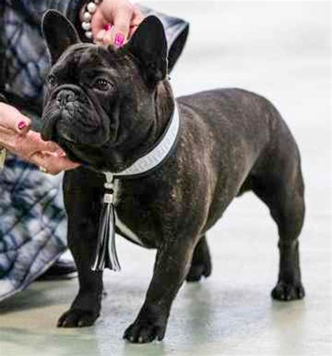 They are extremely loyal dogs that would do anything for their owners. Sarcelles French Bulldogs - French Bulldog, the perfect breed