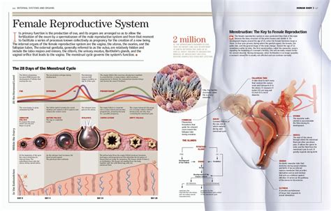Female Reproductive System Cycle