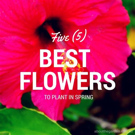 Five 5 Best Flowers To Plant In Spring About The