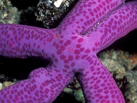 This Brilliant Purple Sea Star Was Photographed In The Waters Off