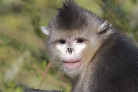 Yunnan Snub Nosed Monkey