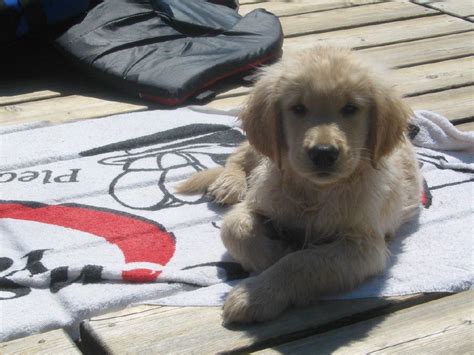 It worked fine with the other dogs, although this has. Sweet boy after swimming at the lake | Cute puppies ...