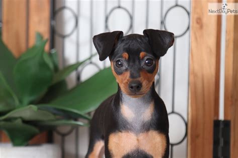 Wilma Miniature Pinscher Puppy For Sale Near Ft Myers Sw Florida