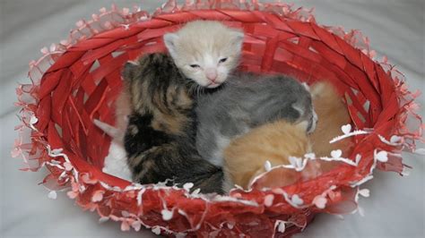 Baby Kittens In A Basket 😍 Youtube