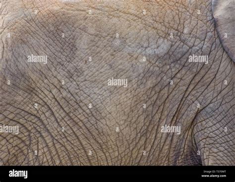 Close Up Of An Elephants Wrinkled Skin Stock Photo Alamy