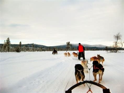 Dog Sledging In The Arctic Circle Kiruna Sweden Dog Sledding Arctic