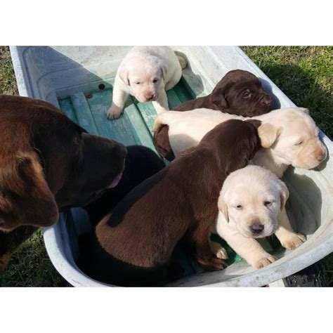 Puppies for sale from dog breeders near houston, texas. AKC Registered litter lab puppies in Killeen, Texas ...
