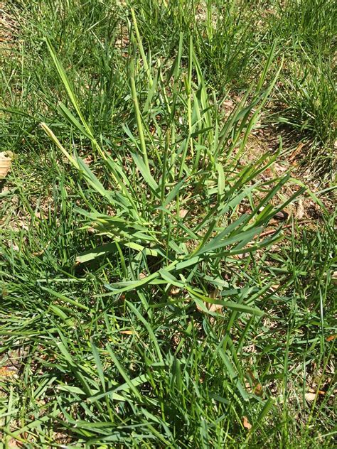Grassy Weed Id Northeast Lawn Care Forum