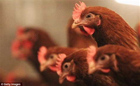 Florida Porn Stars Arrested For ‘cutting Off The Heads Of Chickens In