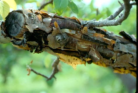 Black Rot Canker On An Apple Branch Photo Courtesy Of Ala Flickr