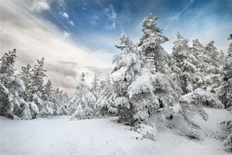 Winter Wonderland In Snow Covered Forest Latvia Royalty Free Stock