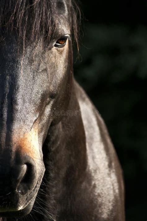 Horse Face Close Up Frontal Stock Image Image Of Horses Glance 50158263