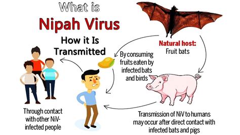 Nipah virus (niv) was first recognized in peninsular malaysia in 1998, where it caused encephalitis and respiratory disease in commercially nipah virus is zoonotic and causes severe disease in swine and humans. Homeopathic Medicine For Nipah Virus Infection ...