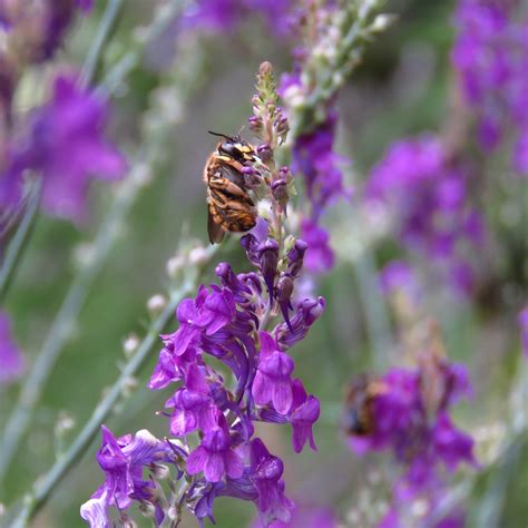 bugblog roosting wool carder bees
