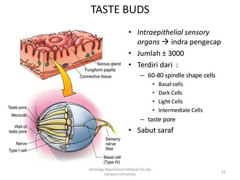 Struktur Histologi Rongga Mulut