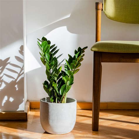 Cold Tolerant Houseplants You Could Grow