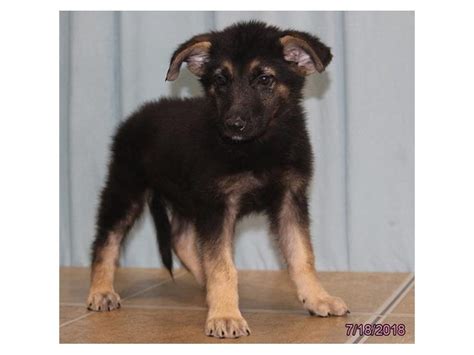 German Shepherd Dog Dog Male Black Tan 2134483 Petland Lewis Center